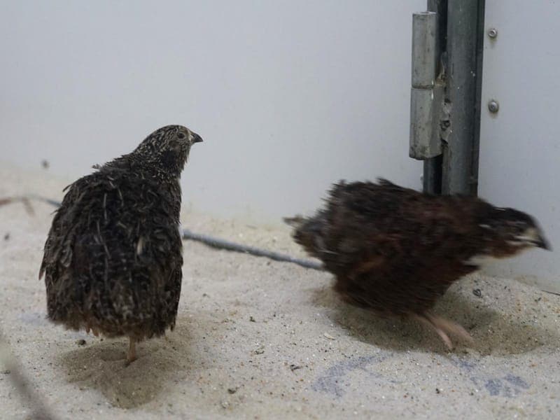 Ernie & Bert - Vogel zur Adoption aus Hamburger Tierschutzverein