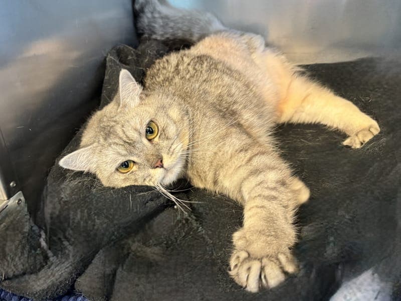 Felida - Katze zur Adoption aus Hamburger Tierschutzverein