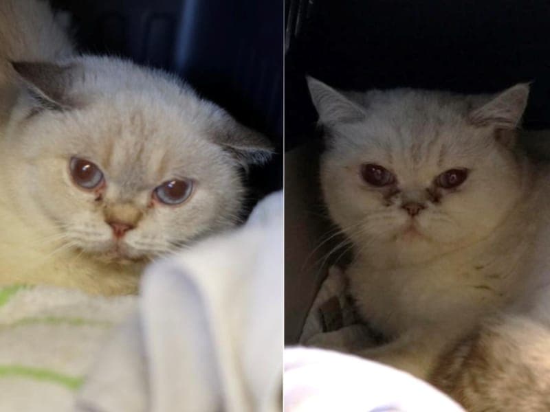Feta & Olivia - Katze zur Adoption aus Hamburger Tierschutzverein