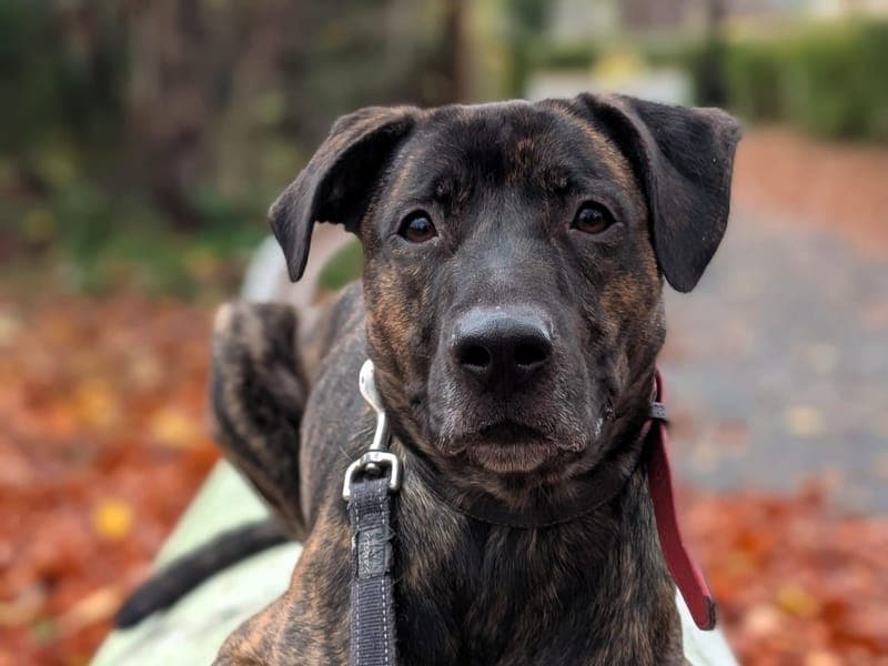 Flash - Hund zur Adoption aus Hamburger Tierschutzverein