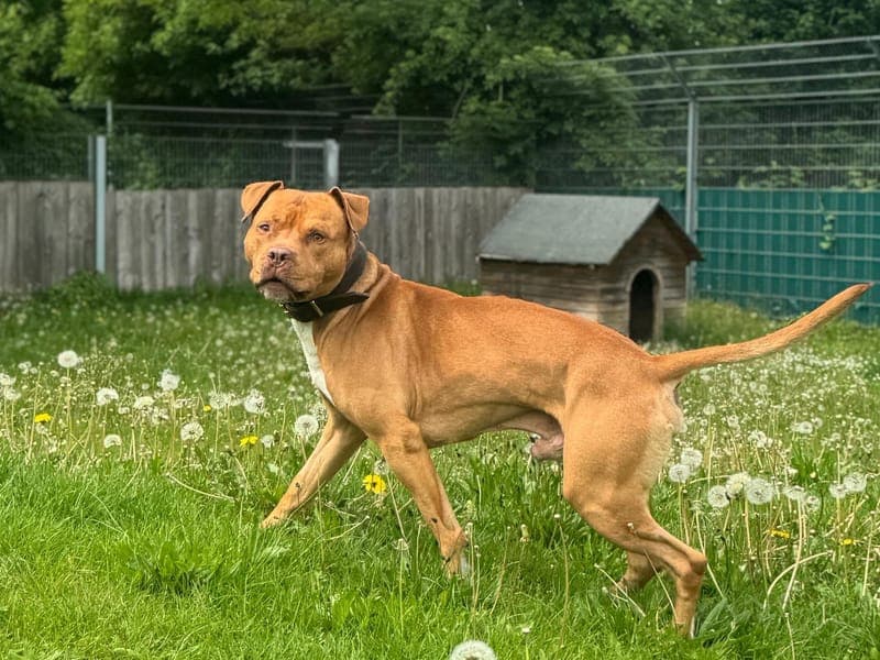Fred - Hund zur Adoption aus Hamburger Tierschutzverein