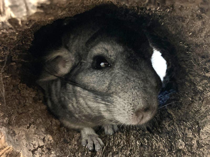 Fred - Kleintier zur Adoption aus Hamburger Tierschutzverein