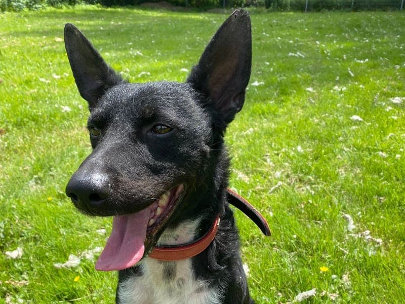 Freddy - Hund zur Adoption aus Hamburger Tierschutzverein
