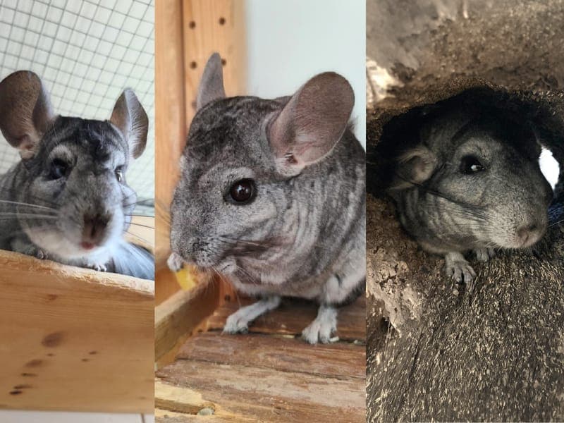 Fredine, Mutti & Roo - Kleintier zur Adoption aus Hamburger Tierschutzverein
