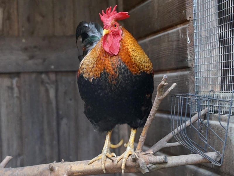 Fridolin - Vogel zur Adoption aus Hamburger Tierschutzverein