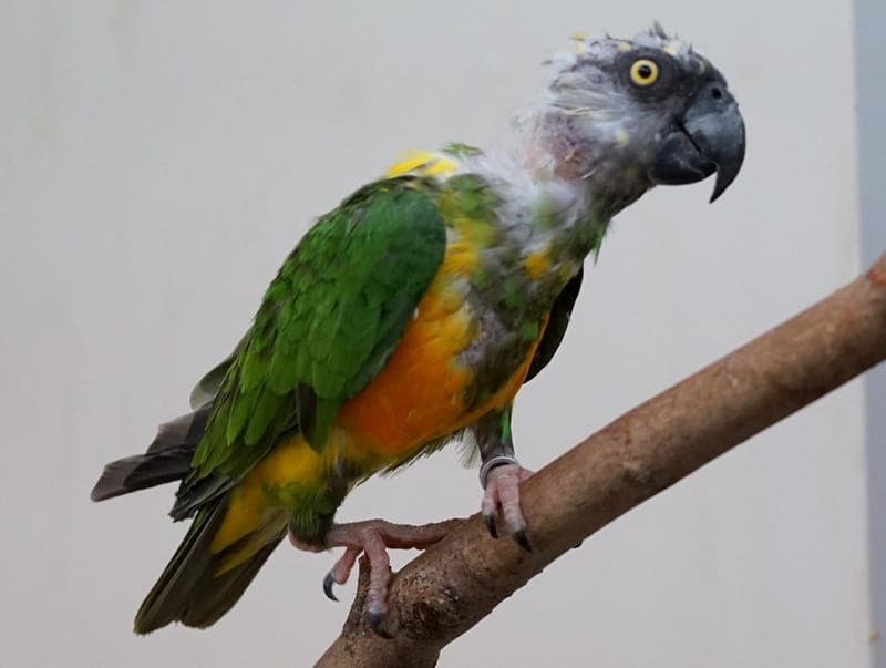 Geier - Vogel zur Adoption aus Hamburger Tierschutzverein
