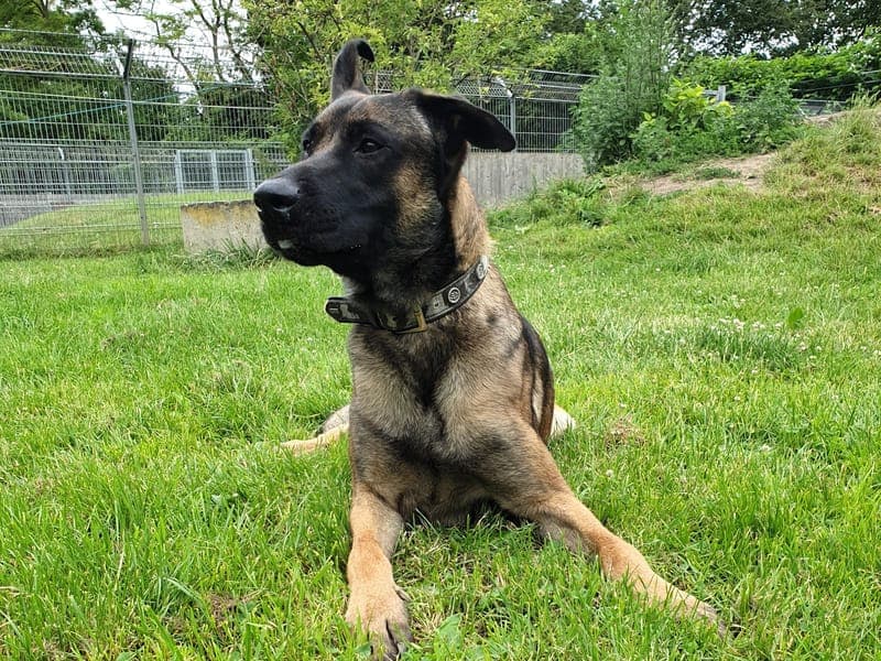 Genji - Hund zur Adoption aus Hamburger Tierschutzverein