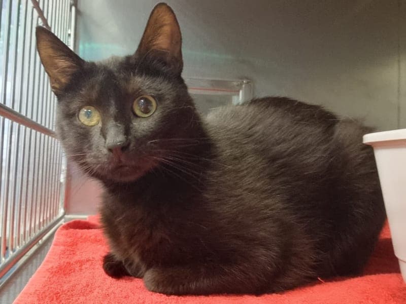 Gertrude - Katze zur Adoption aus Hamburger Tierschutzverein