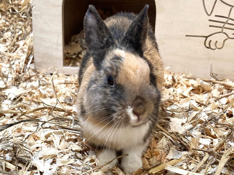 Ginny Weasley - Kleintier zur Adoption aus Hamburger Tierschutzverein