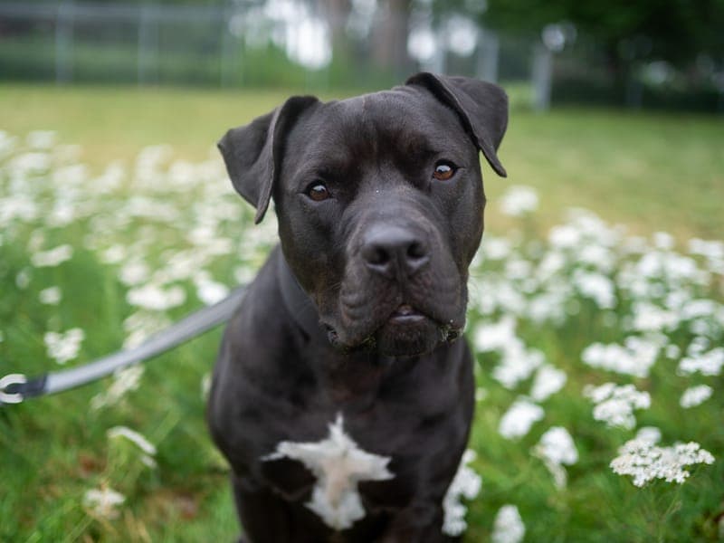 Gizmo - Hund zur Adoption aus Hamburger Tierschutzverein