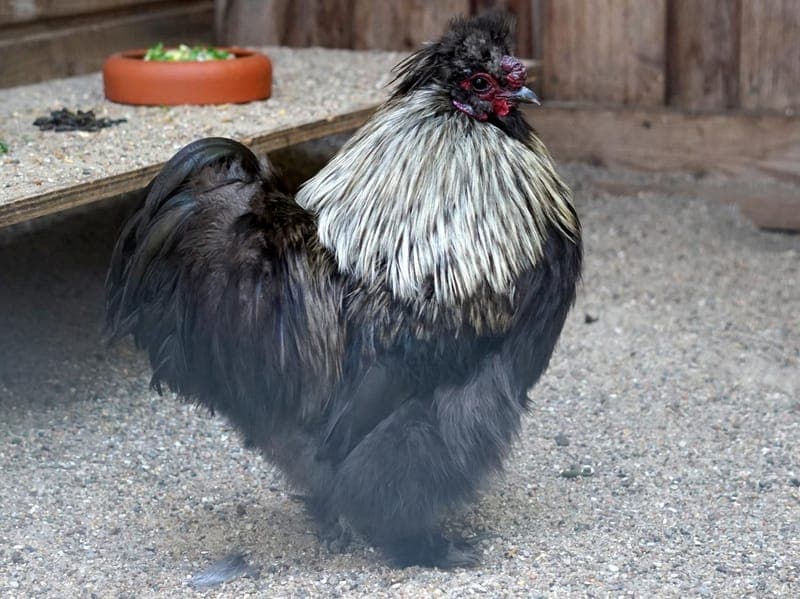 Gomez - Vogel zur Adoption aus Hamburger Tierschutzverein