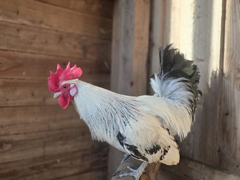 Gotthard - Vogel zur Adoption aus Hamburger Tierschutzverein