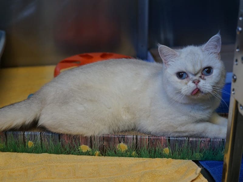 Grammi - Katze zur Adoption aus Hamburger Tierschutzverein