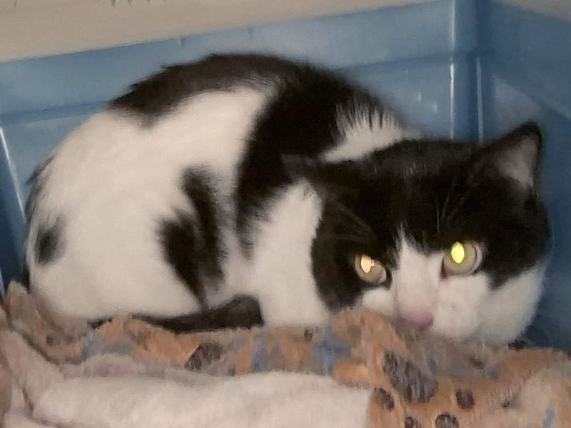 Grommet - Katze zur Adoption aus Hamburger Tierschutzverein