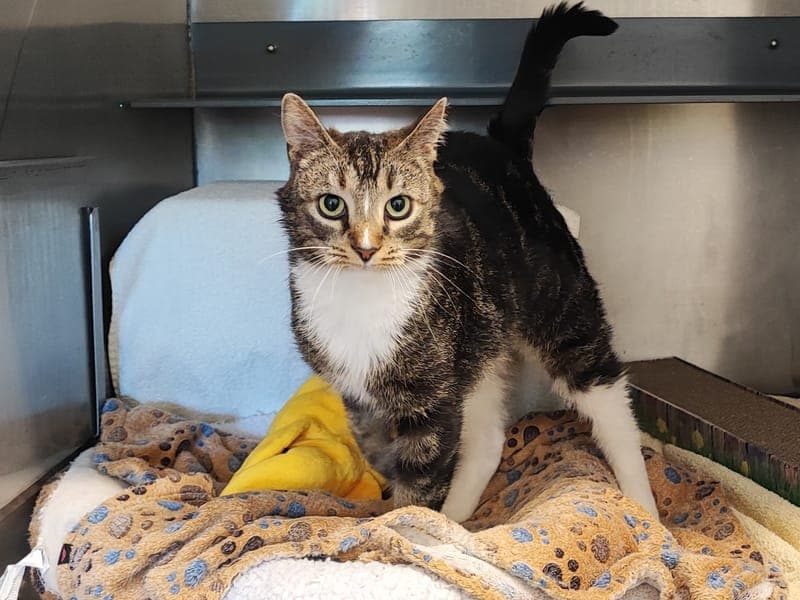 Gwen - Katze zur Adoption aus Hamburger Tierschutzverein