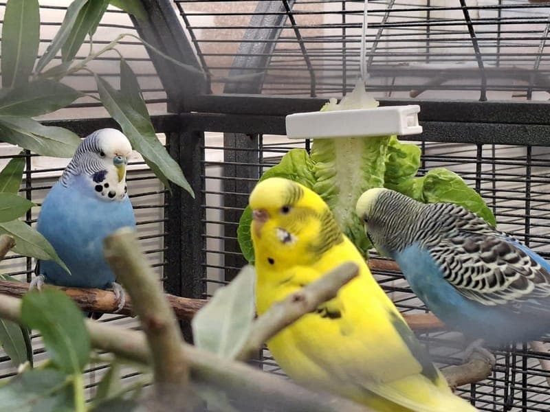 Handicap-Wellis - Vogel zur Adoption aus Hamburger Tierschutzverein