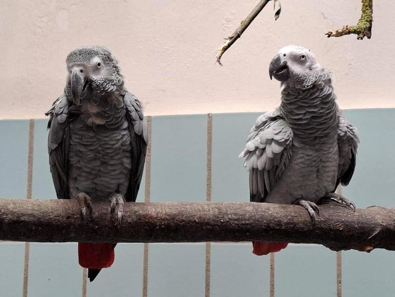 Herr und Frau Co-Ko - Vogel zur Adoption aus Hamburger Tierschutzverein