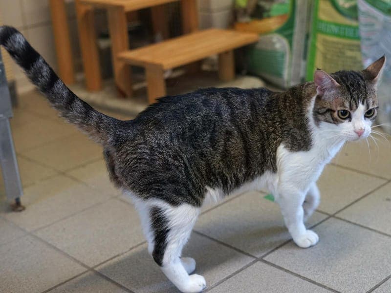 Hugo - Katze zur Adoption aus Hamburger Tierschutzverein