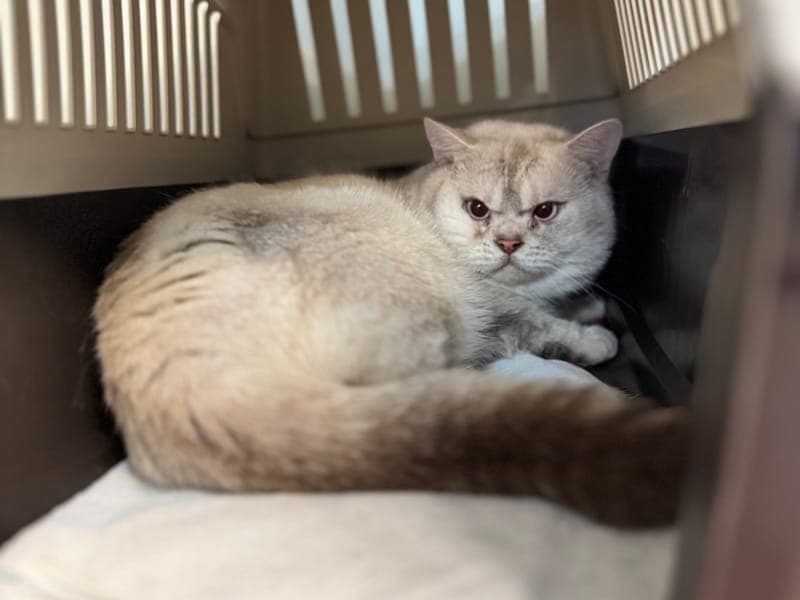 Indigo - Katze zur Adoption aus Hamburger Tierschutzverein