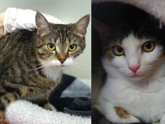 Indira & Ida - Katze zur Adoption aus Hamburger Tierschutzverein