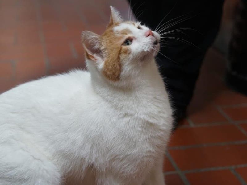 Jan-Oliver - Katze zur Adoption aus Hamburger Tierschutzverein