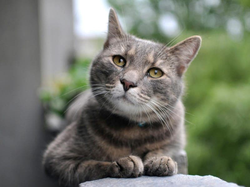 Joschi - Katze zur Adoption aus Hamburger Tierschutzverein