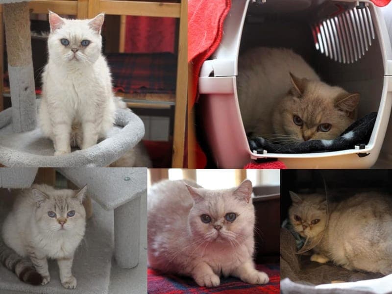 K-Klub - Katze zur Adoption aus Hamburger Tierschutzverein