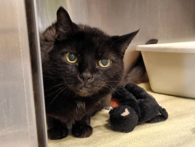 Kiki - Katze zur Adoption aus Hamburger Tierschutzverein