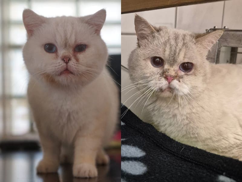 King & Karl - Katze zur Adoption aus Hamburger Tierschutzverein