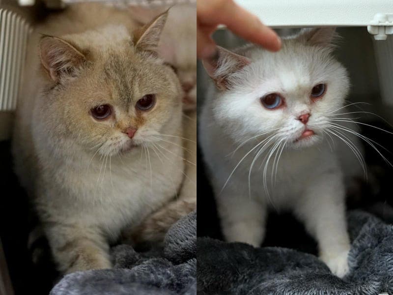 King & Karl - Katze zur Adoption aus Hamburger Tierschutzverein