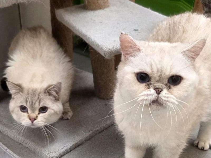 Klemens & Klaus - Katze zur Adoption aus Hamburger Tierschutzverein