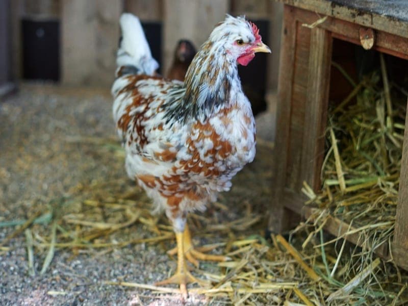 Kunibert - Vogel zur Adoption aus Hamburger Tierschutzverein