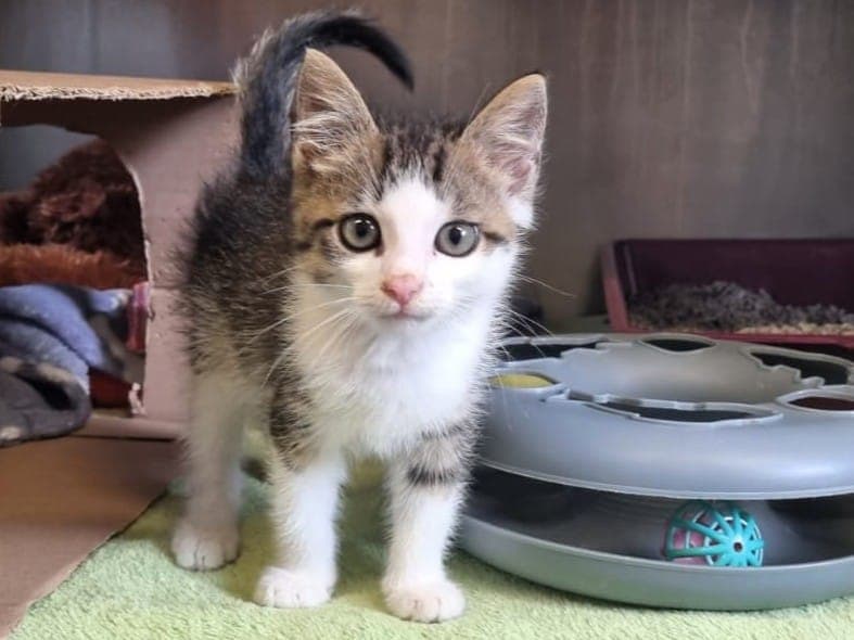 Kurt - Katze zur Adoption aus Hamburger Tierschutzverein