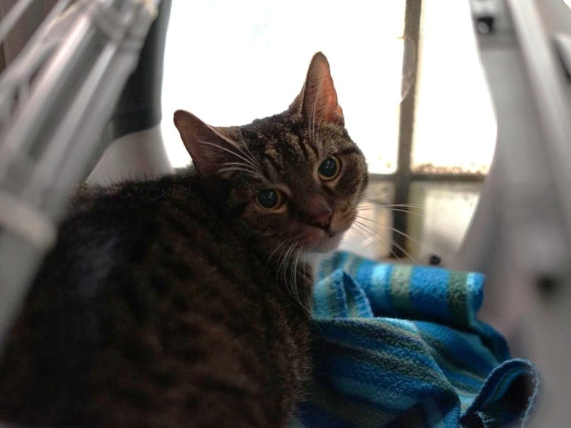 Kurt - Katze zur Adoption aus Hamburger Tierschutzverein