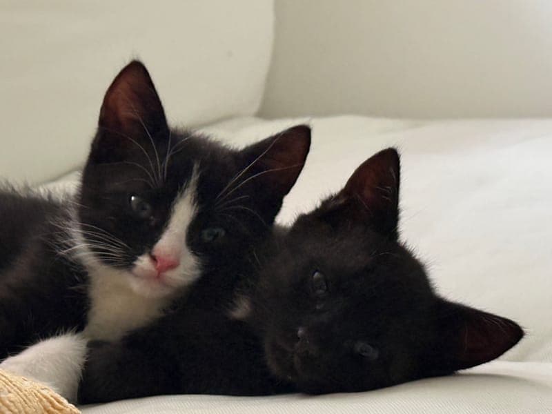Lolli & Bolle - Katze zur Adoption aus Hamburger Tierschutzverein