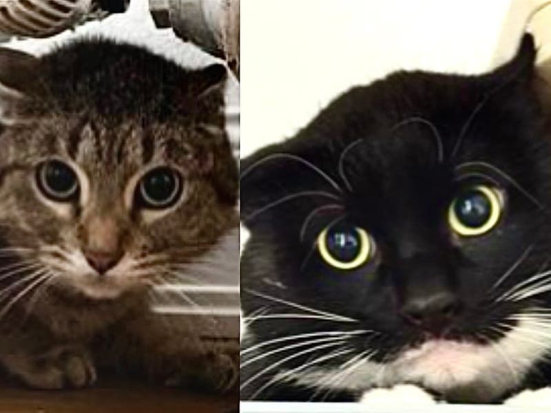 Madox & Crystal - Katze zur Adoption aus Hamburger Tierschutzverein