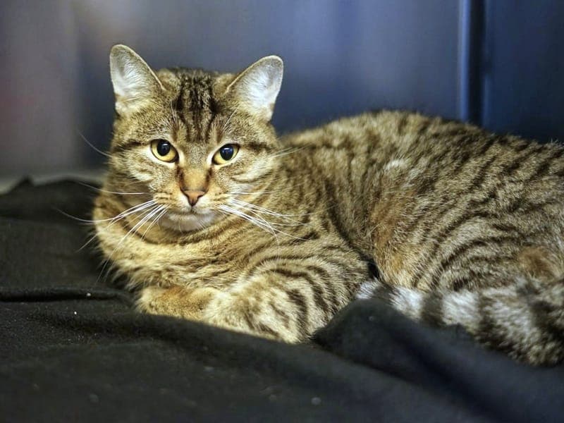 Magda - Katze zur Adoption aus Hamburger Tierschutzverein