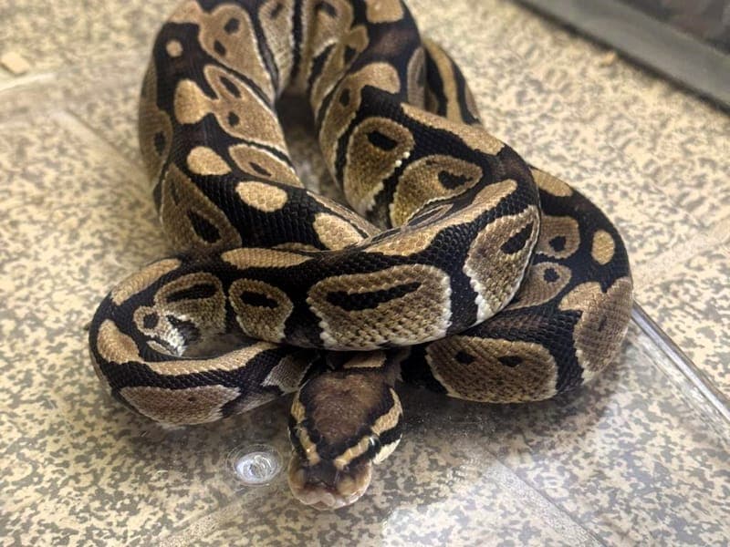 Malik & Collien - Exot zur Adoption aus Hamburger Tierschutzverein