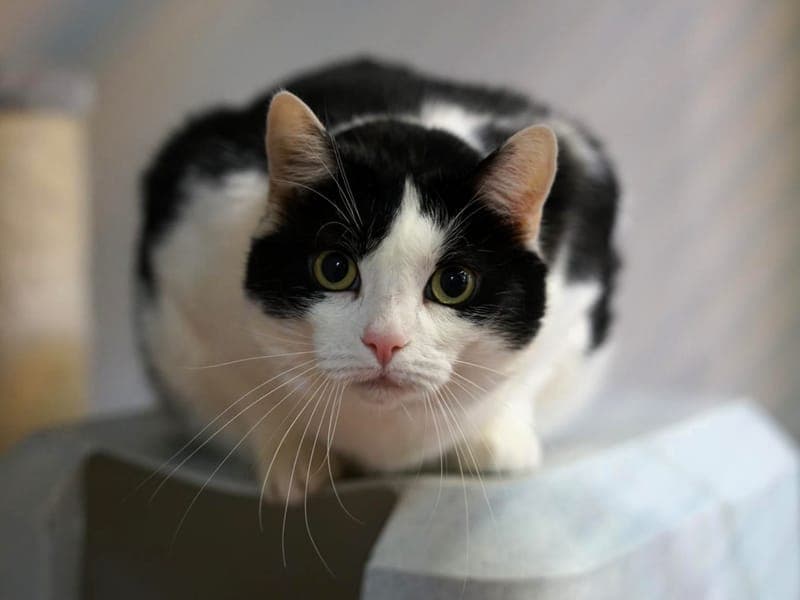 Manni - Katze zur Adoption aus Hamburger Tierschutzverein