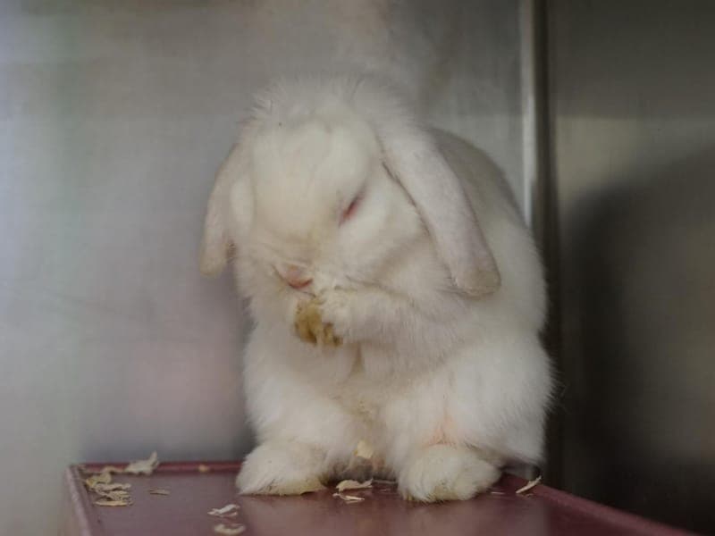 Marvin - Kleintier zur Adoption aus Hamburger Tierschutzverein