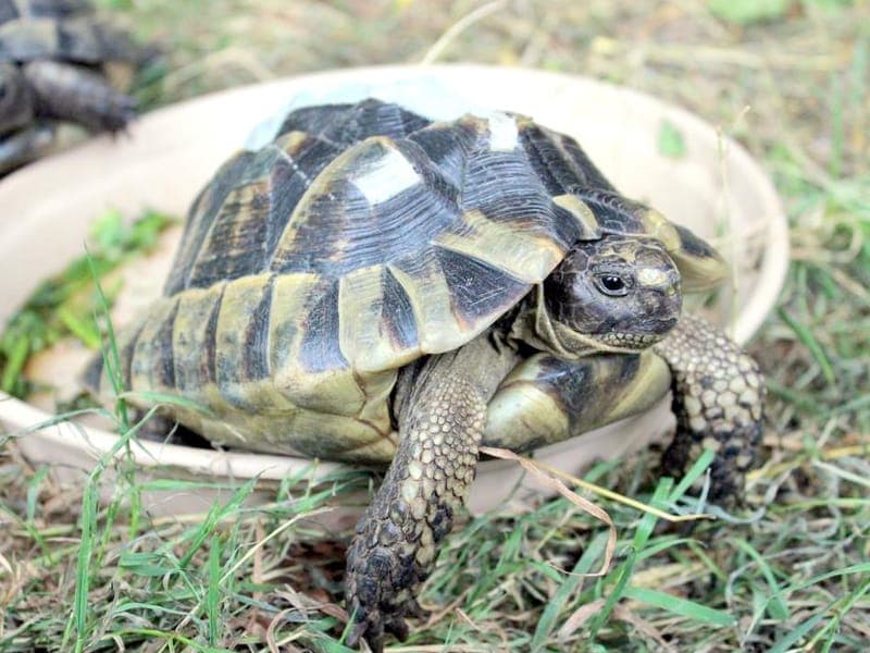 Maurische Landschildkröten - Exot zur Adoption aus Hamburger Tierschutzverein