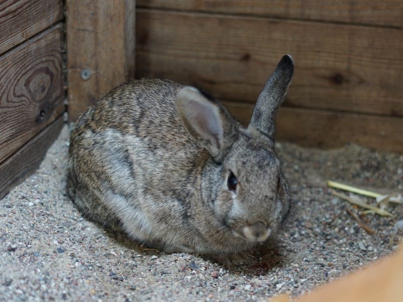 Mila - Kleintier zur Adoption aus Hamburger Tierschutzverein
