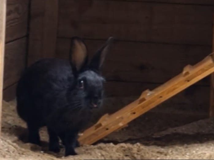 Minimi - Kleintier zur Adoption aus Hamburger Tierschutzverein