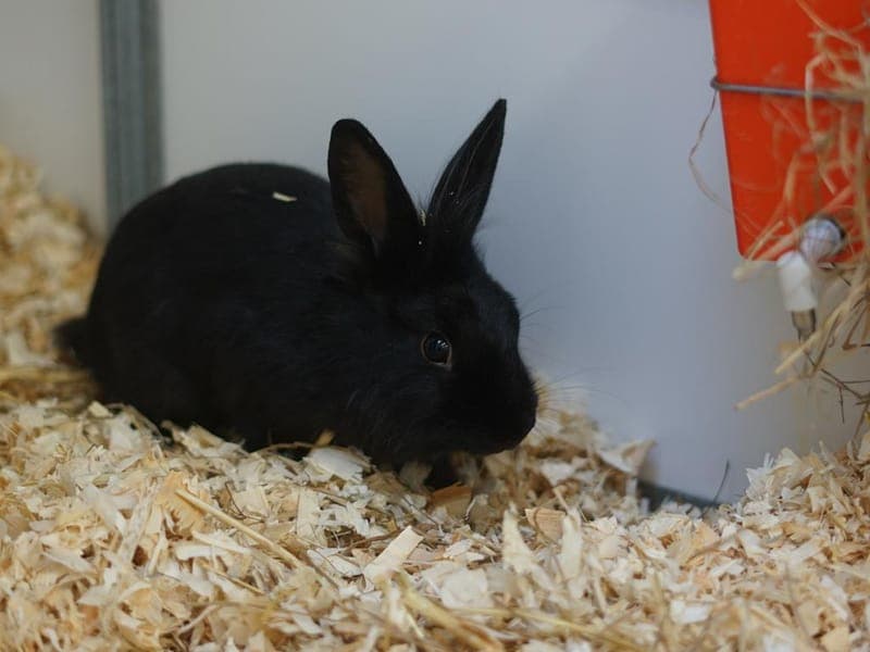 Minimi - Kleintier zur Adoption aus Hamburger Tierschutzverein