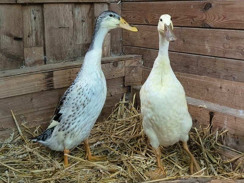 Momo & Mimi - Vogel zur Adoption aus Hamburger Tierschutzverein