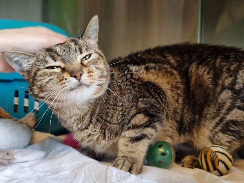 Mora - Katze zur Adoption aus Hamburger Tierschutzverein