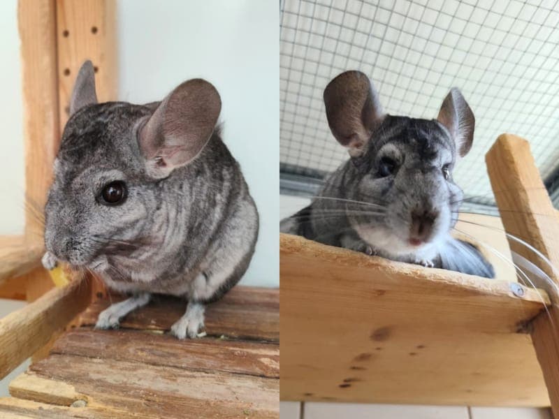 Mutti & Roo - Kleintier zur Adoption aus Hamburger Tierschutzverein