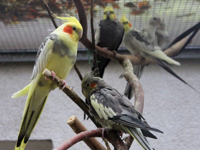 Nymphen-Clique - Vogel zur Adoption aus Hamburger Tierschutzverein
