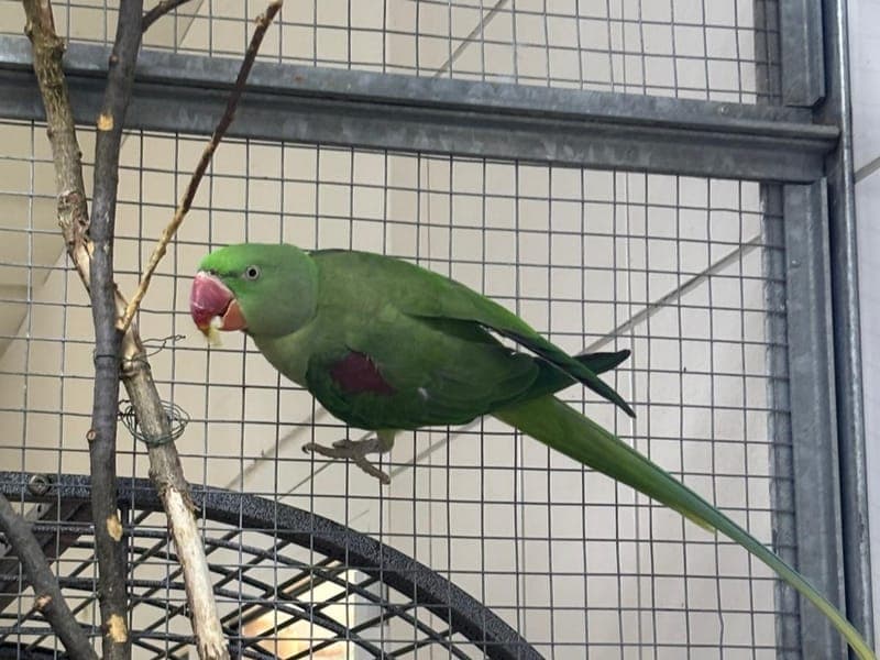 Olivia - Vogel zur Adoption aus Hamburger Tierschutzverein