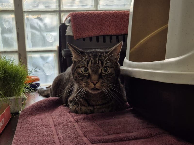 Orchi - Katze zur Adoption aus Hamburger Tierschutzverein